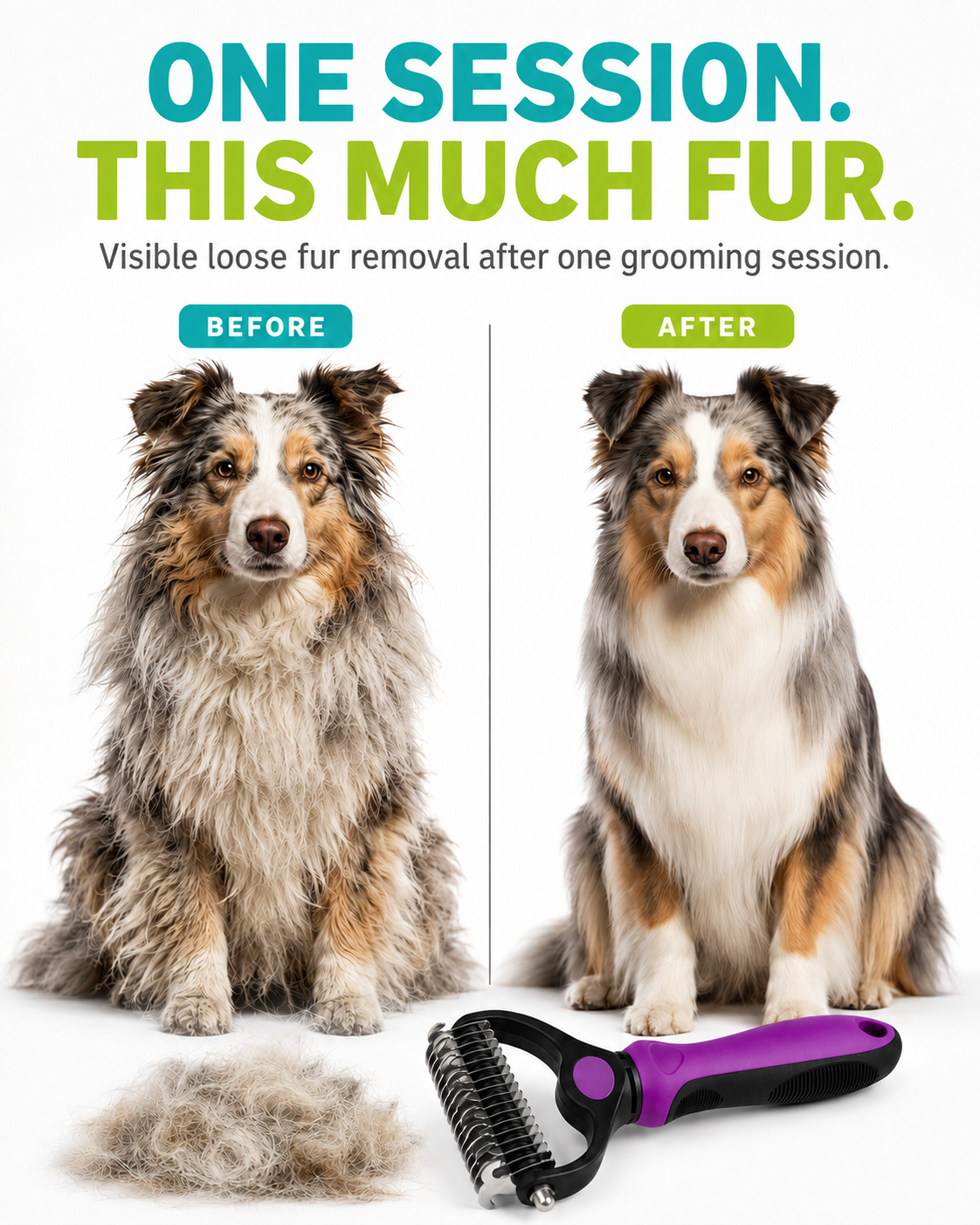 Before and after one Australian Shepherd grooming session, with the removed fur and the purple-handled rake