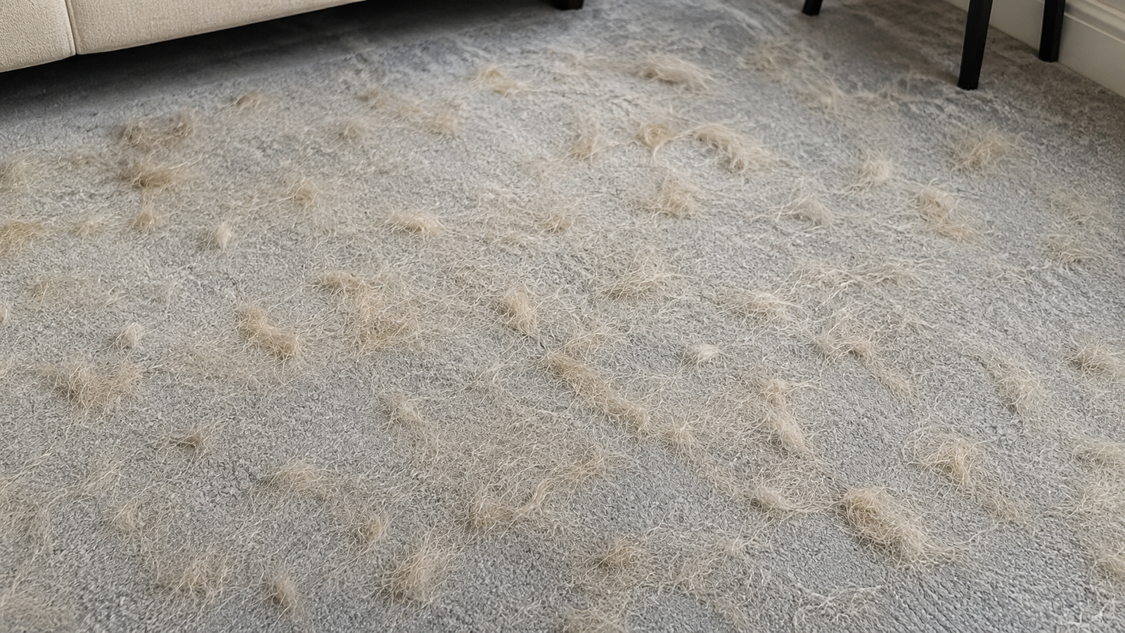 Carpet covered in pet hair before cleaning