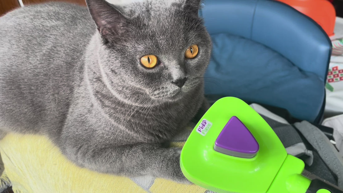Fido Fave brand story — gently grooming a content cat