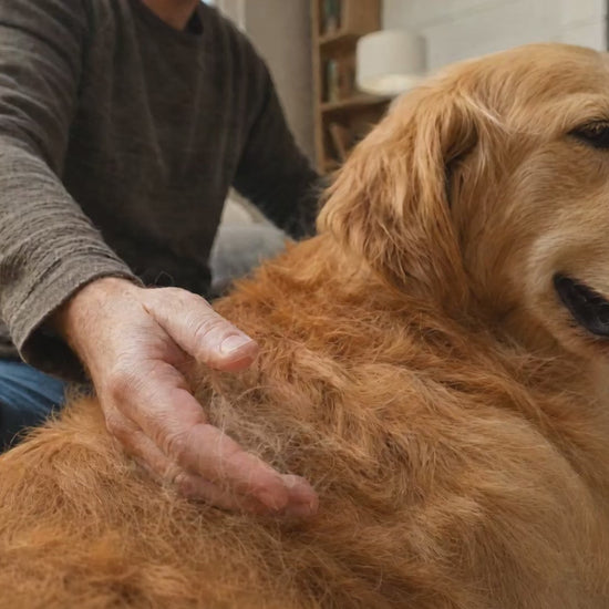 Fido Fave deshedding brush demo on a long-haired cat — gentle side first, then the firmer side to lift loose undercoat